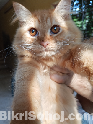 Pure long breed 3 coded Persian cat